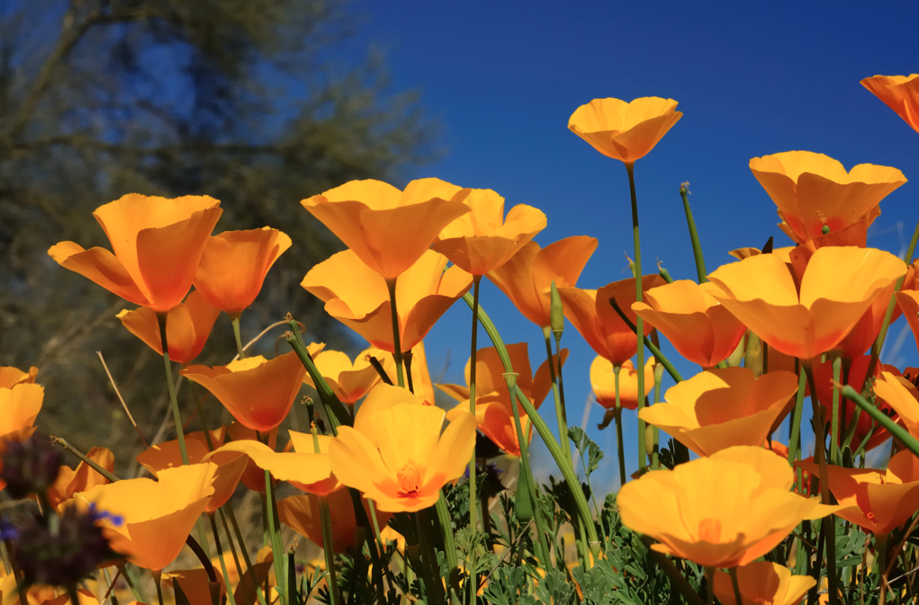 COOLSEASON GARDEN FAVORITES Grow These Beauties in Your Southwest