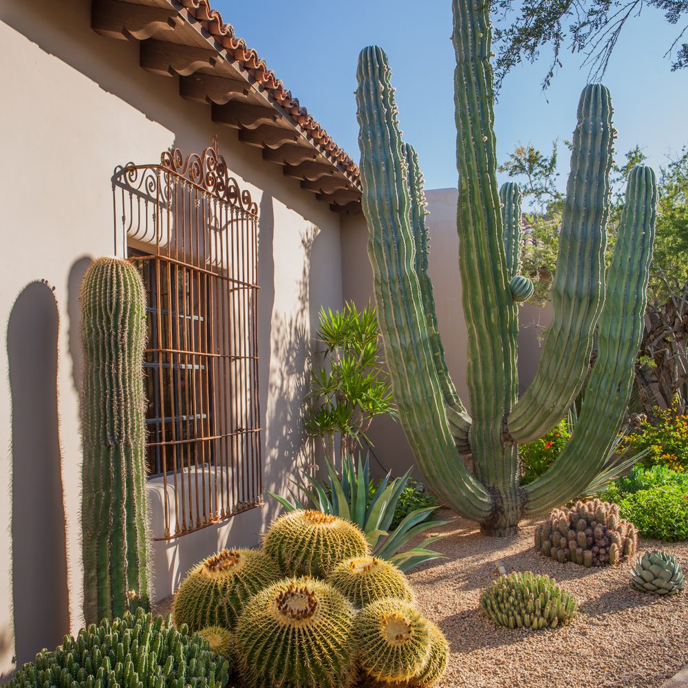 CREATE A SHOWSTOPPING GARDEN WITH SPECIMEN CACTI & SUCCULENTS ...