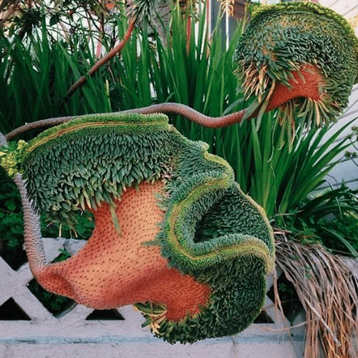 Euphorbia mutante 