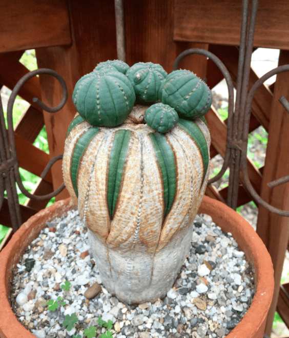Euphorbia-obesa