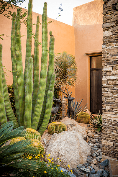 CREATE A SHOWSTOPPING GARDEN WITH SPECIMEN CACTI & SUCCULENTS ...