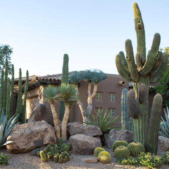 North Scottsdale, Paradise Valley, and Phoenix Landscape Design