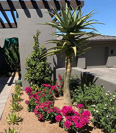 custom Arizona landscape showing pink flowers